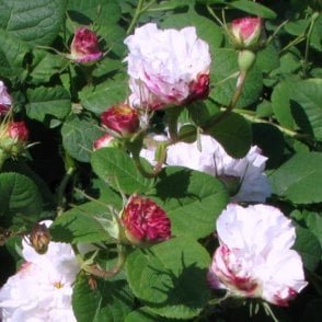 Leda Potted Rose