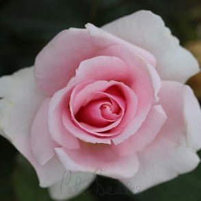 Let There Be Love Bare Root Rose