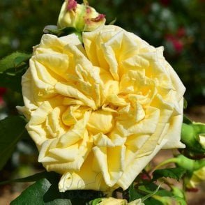Ley’s Perpetual Bare Root Rose
