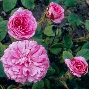 Little Gem Bare Root Rose