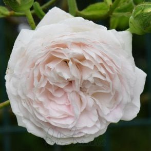 Long John Silver Bare Root Rose