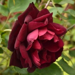 Louis XIV Bare Root Rose