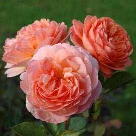 Louise Clements
