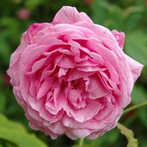 Louise Odier Bare Root Rose