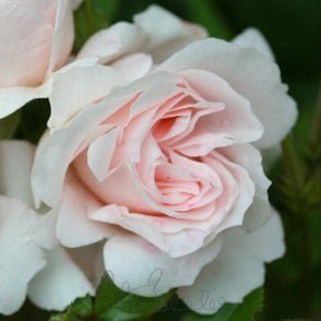 Lovely Bride (Bush) Potted Rose