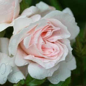 Lovely Bride (Bush)