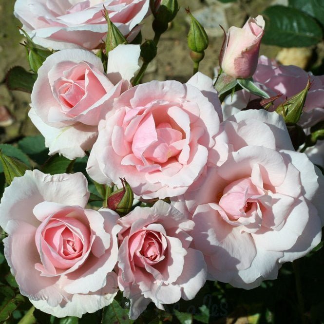 Lovely Bride (Patio Standard)
