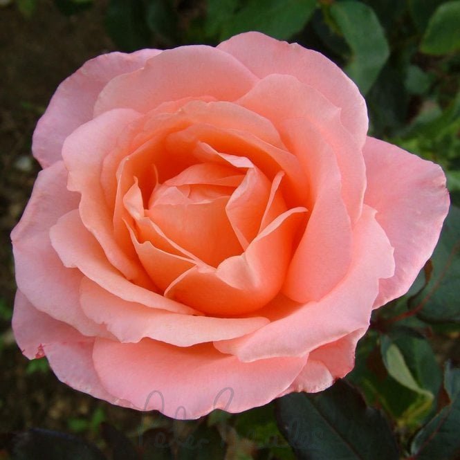 Lovely Lady