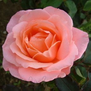 Lovely Lady Bare Root Rose