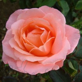 Lovely Lady