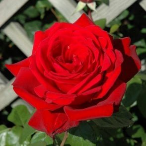 Loving Memory (Standard) Bare Root Rose