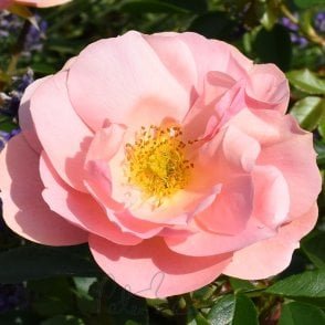 Loyal Companion Bare Root Rose