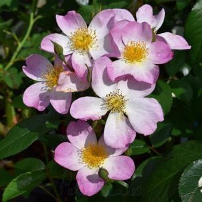 Lyda Rose Potted Rose