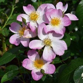 Lyda Rose
