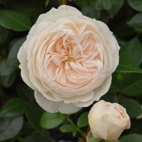 Macmillan Nurse (Standard) Bare Root Rose