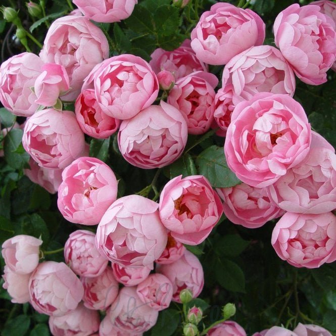 Macrantha Raubritter