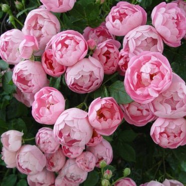 Macrantha Raubritter