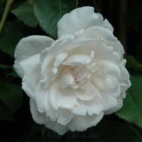 Madame Alfred Carriere Bare Root Rose