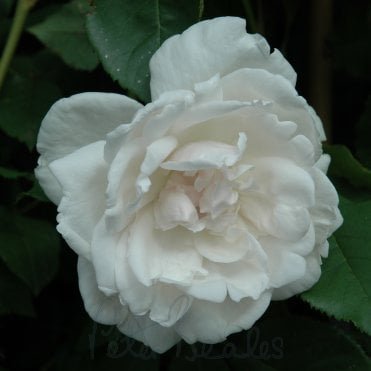 Madame Alfred Carriere