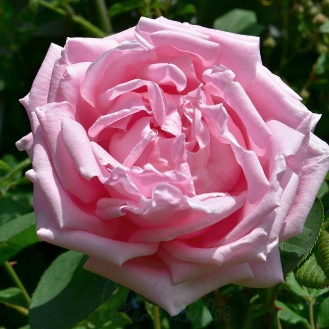Madame Caroline Testout (Climber)
