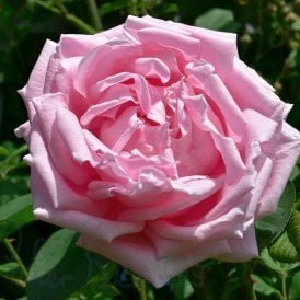 Madame Caroline Testout (Climber)