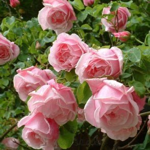 Madame Gregoire Staechelin Bare Root Rose