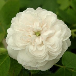 Madame Hardy Bare Root Rose