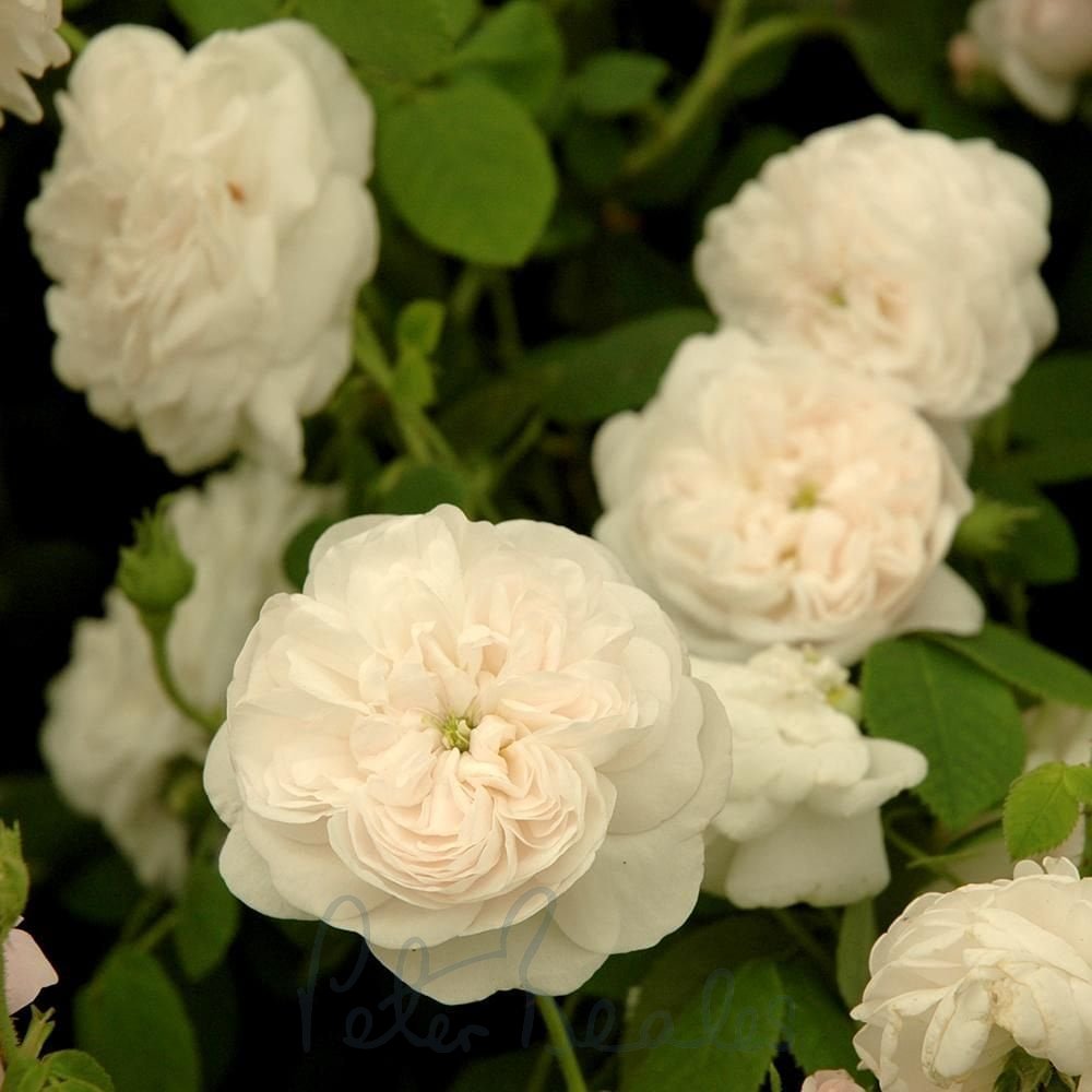 What Is A Hardy Rose