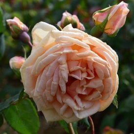 Madame Jules Gravereaux