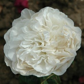 Madame Legras De St. Germain Bare Root Rose