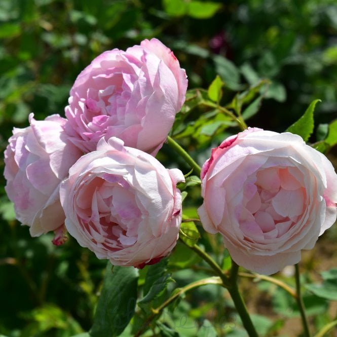 Madame Pierre Oger