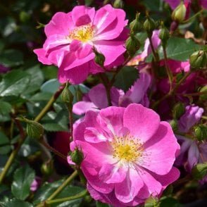 Magic Carpet Bare Root Rose