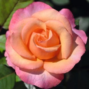 Magic Harlequin Potted Rose