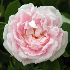 Maiden's Blush Great Bare Root Rose