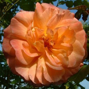Maigold Bare Root Rose