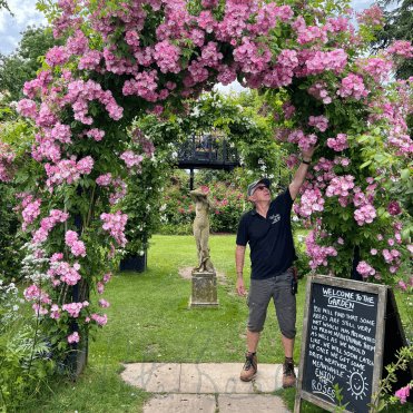 Maintaining climbing and rambling roses