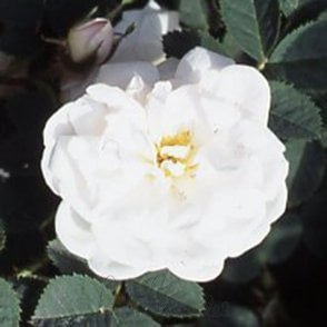 Manning's Blush Bare Root Rose