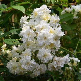 Mannington Cascade