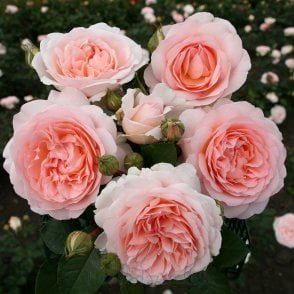 Marchenzauber Bare Root Rose