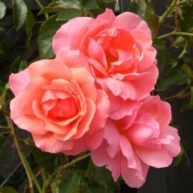 Margaret Greville
