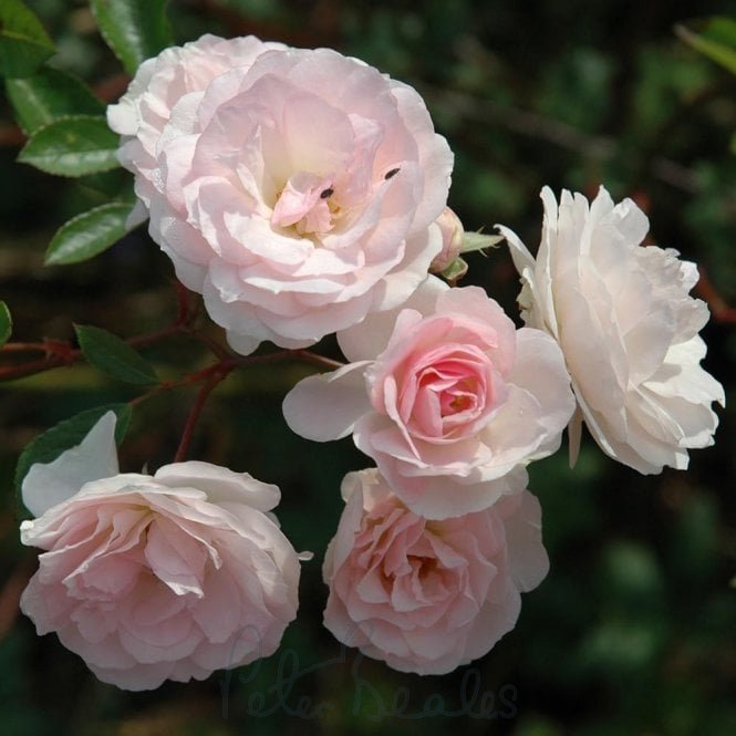 Marie-Jeanne