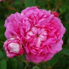 Marie Louise Bare Root Rose