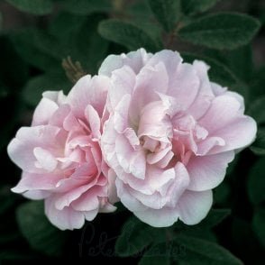 Martin Frobisher Bare Root Rose