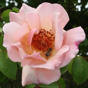 Meg Bare Root Rose