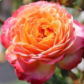 Meteor Potted Rose