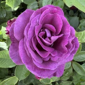Minerva Potted Rose