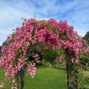 Minnehaha (Rambler) Bare Root Rose