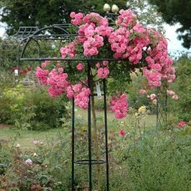 Minnehaha (Weeping Standard)