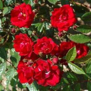 Miss Edith Cavell Potted Rose