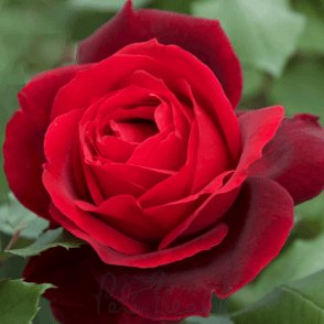 Mister Lincoln Potted Rose